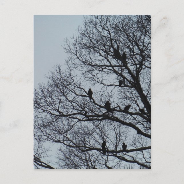 Flock of Vultures in a winter tree Postcard (Front)