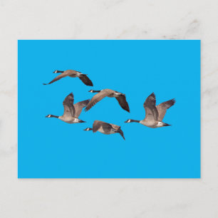 Flock of wild geese postcard