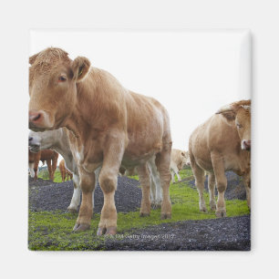 Flock of young white cows in Scottish field Magnet