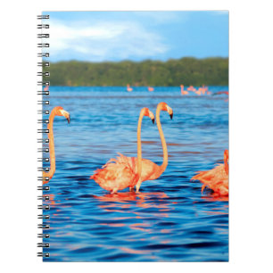 Flocks of beautiful pink flamingos in the Celestun Notebook
