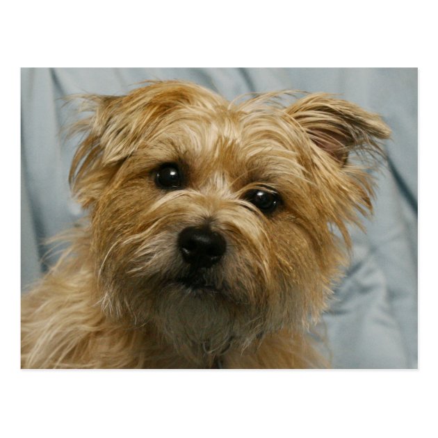 cairn terrier with floppy ears
