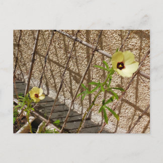Flor Quiabo Flower green & yellow Postcard