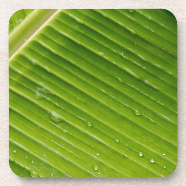 Flora Dominica 1 Coaster (Front)
