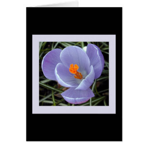 flora for spring #2