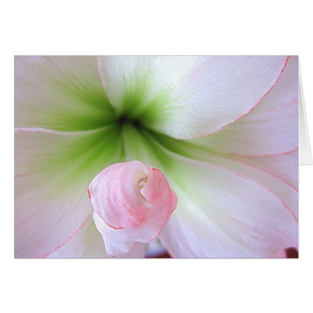 "Flora Tenera" Card (Front Horizontal)