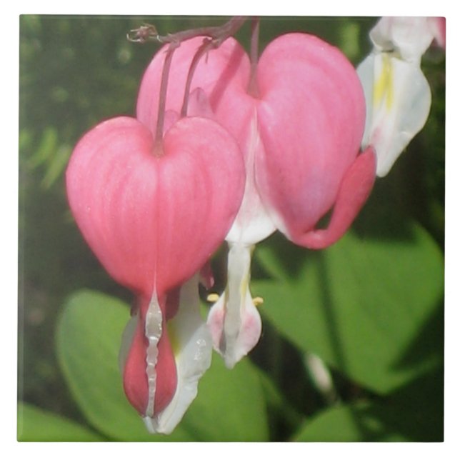 Floral Bleeding Heart - Large Ceramic Photo Tile (Front)