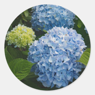 Floral Blue Hydrangea Photo Classic Round Sticker