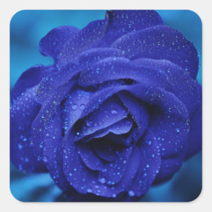 Floral Blue Rose Flower - Wedding Square Sticker