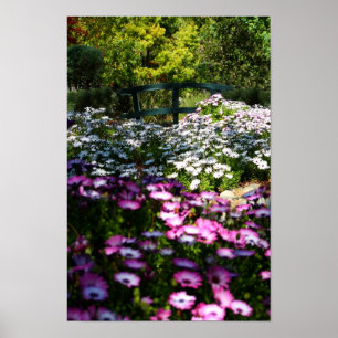 "Floral Bridge", African Daisies Poster