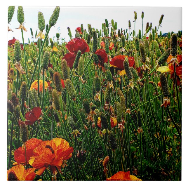 Floral Ceramic Tile: Flower Fields, Carlsbad CA. Tile (Front)