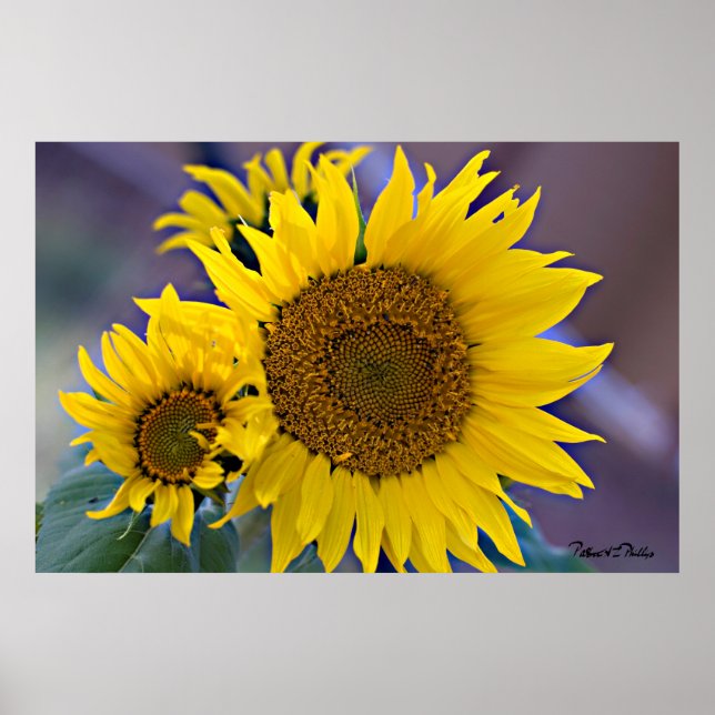 Floral Cluster Sunflowers Close-Up Photograph Poster (Front)