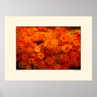 Floral Coral - Bonaire Poster