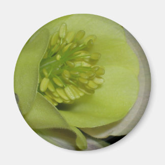Floral detail magnet
