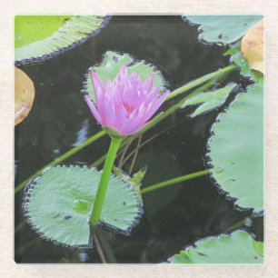 Floral Elegant Pastel Pink Water Lily Photo Flower Glass Coaster