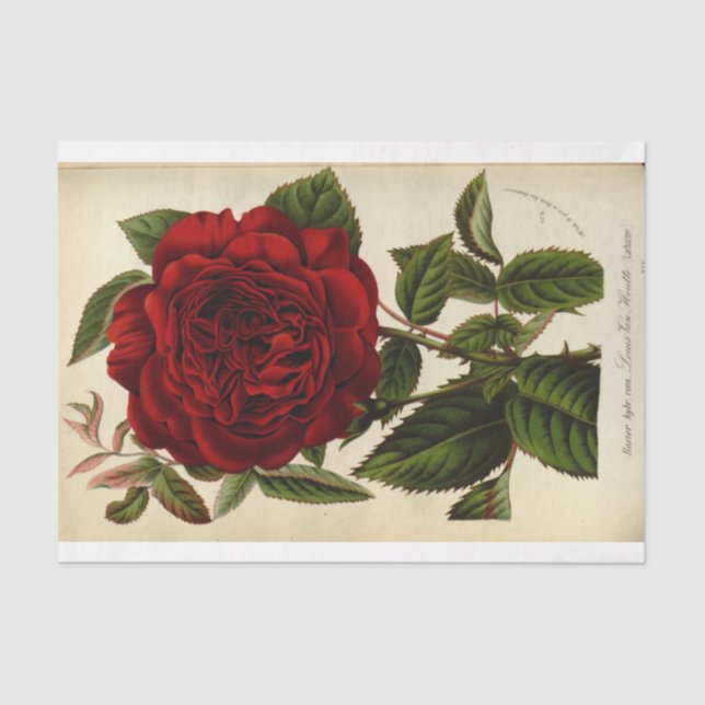 Floral Ephemera Decoupage Red Rose Tissue Paper (Front)