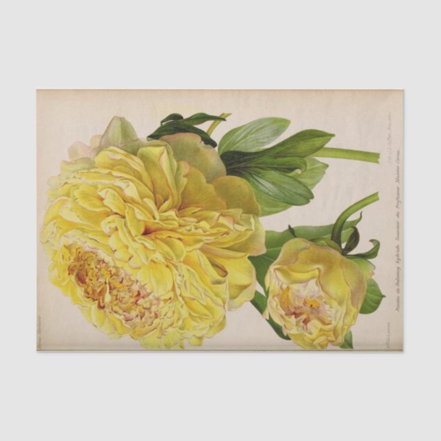 Floral Ephemera Decoupage Yellow Roses Tissue Paper (Front)