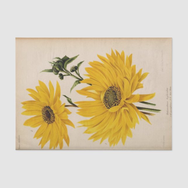 Floral Ephemera Decoupage Yellow Sunflowers Tissue Paper (Front)