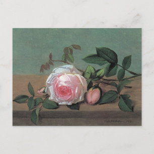Floral Fine Art Pink Rose Postcard