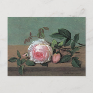 Floral Fine Art Pink Rose Postcard