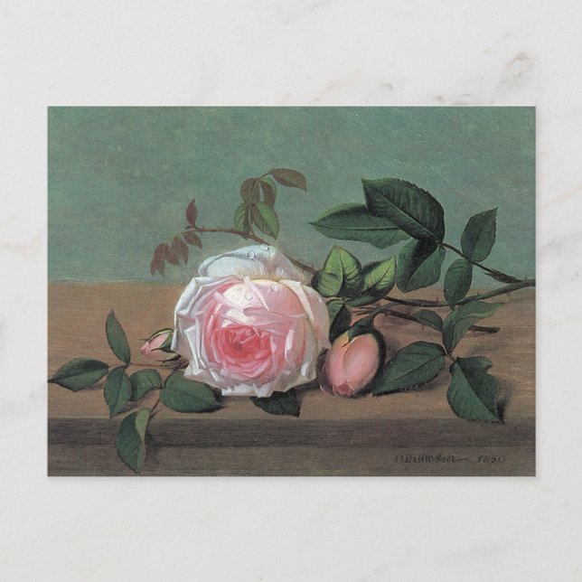 Floral Fine Art Pink Rose Postcard (Front)