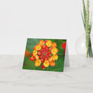 Floral Fireworks Note Card