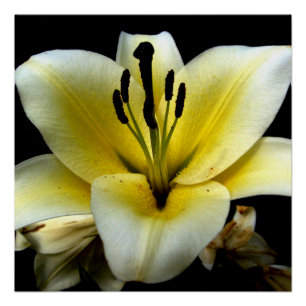 Floral Flowers 20" x 20" Poster Paper (Semi-Gloss)