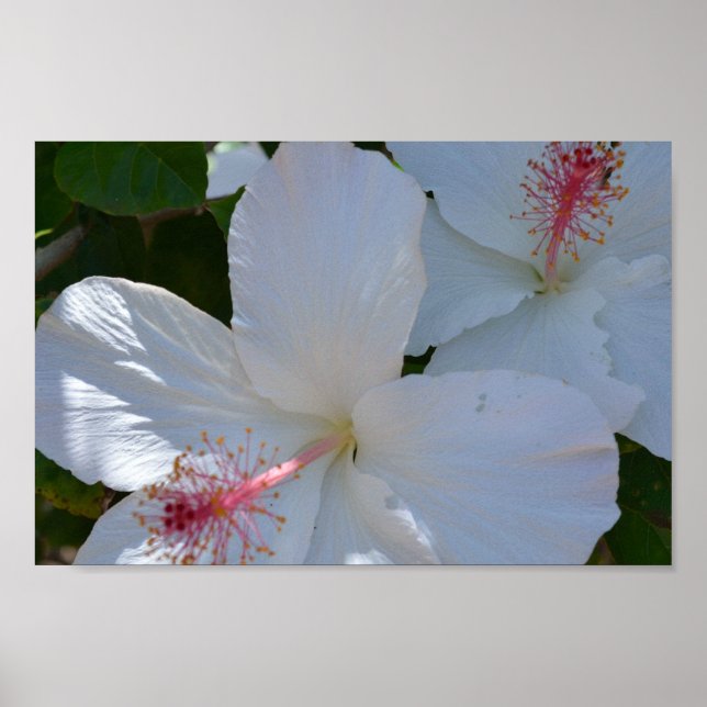 Floral Fragrance poster (Front)