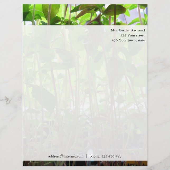 Floral Green Seedlings Photo Custom Address Custom Letterhead (Front)