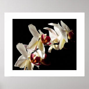 Floral Highlights of White Phalaenopsis Orchids Poster