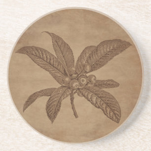 Floral Loquat Engraving on Aged Paper Coaster