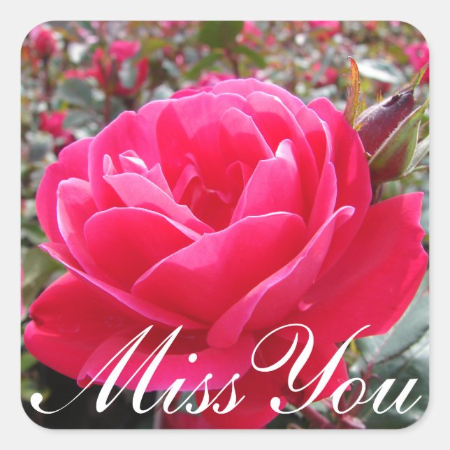 Floral Miss You Pink Rose Flower Square Sticker (Front)
