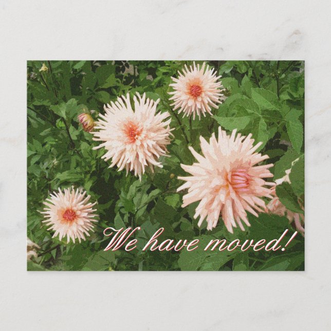 Floral moving postcards with Chrysanthemum flower (Front)