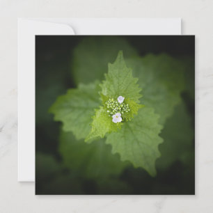 Floral Nature Photo