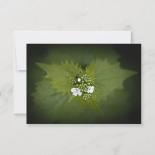 Floral Nature Photo