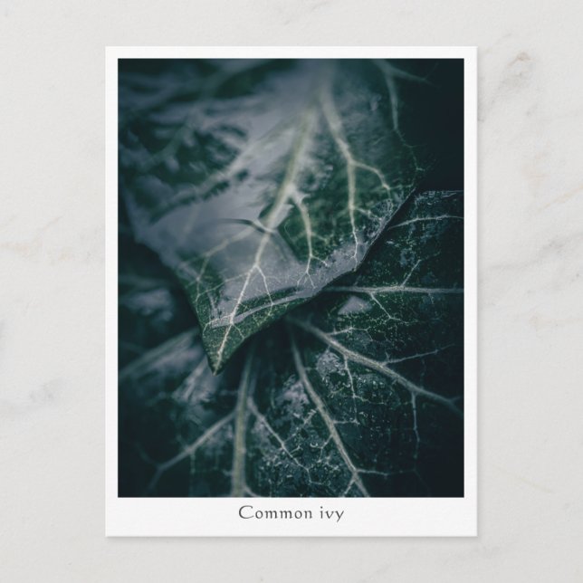 Floral Nature Photo Postcard (Front)