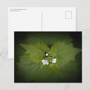 Floral Nature Photo Postcard