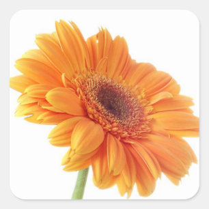 Floral Orange Gerbera Daisy Flower Wedding Party Square Sticker