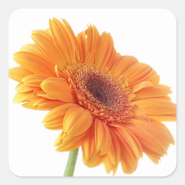 Floral Orange Gerbera Daisy Flower Wedding Party Square Sticker (Front)