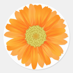 Floral Orange Gerbera Daisy Flowers Classic Round Sticker