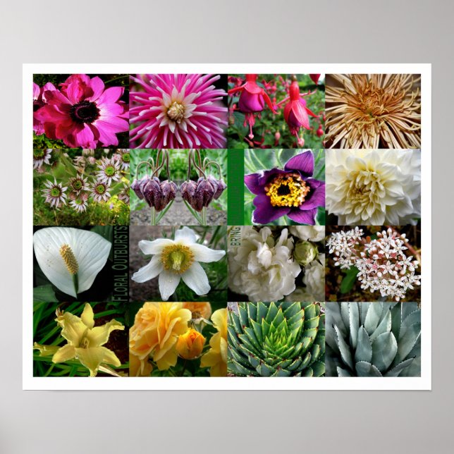 Floral Outbursts Poster (Front)