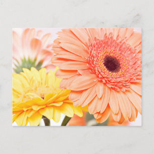 Floral Peach Orange And Yellow Gerbera Daisies Postcard