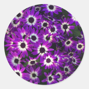 Floral Photo Purple Petals Black White Flower Classic Round Sticker
