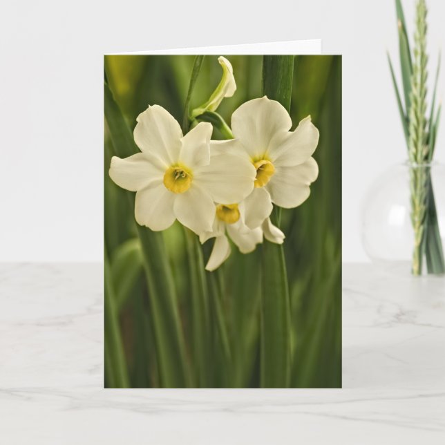 Floral Photography:  White Spring Narcissus Card (Front)