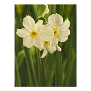 Floral Photography:  White Spring Narcissus Photo Print