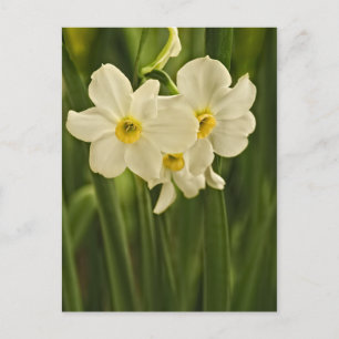 Floral Photography: White Spring Narcissus Postcard