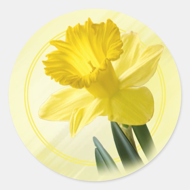 Floral Photography Yellow Daffodil Nature Pic Classic Round Sticker (Front)