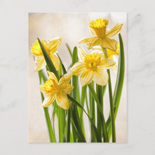 Floral Photography:  Yellow Spring Daffodils Postcard