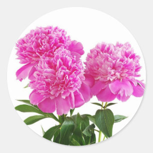Floral Pink Fuchsia Peony Flower Bouquet Classic Round Sticker