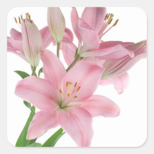 Floral Pink Lily Flower Sticker / Seal