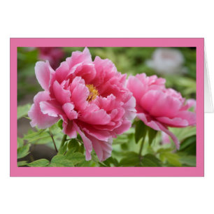 Floral Pink Peonies Flower Blank